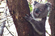 Sydney Koala Cuddling