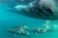 Swim with the dolphins at Port Stephens Australia