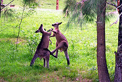  Kangaroos in Australia