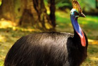 Cassowary