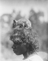 Herbert Basedow, Cockatoo Island sydney