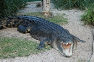 Salt Water Crocodile - Australian Reptile Park