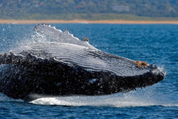 Whale watching in Australia