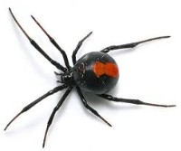 Redback Spider