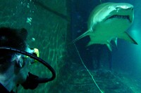 Swim with sharks in Australia