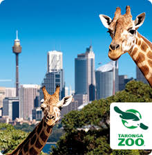 Gariffe Taronga Zoo