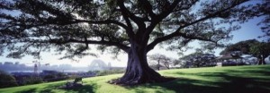 Observatory Hill Park Sydney 