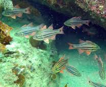 Fairy Bower Manly Diving