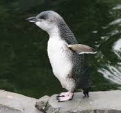 Little Penguin Manly
