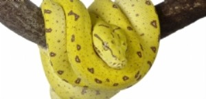 Yellow Snake Australia - Australian Reptile Park